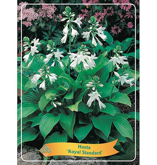 Hosta Royal Standard fi 11cm