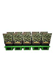 Hosta Revolution Ø11