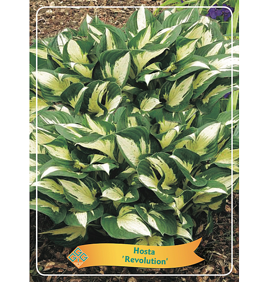 Hosta Revolution Ø11