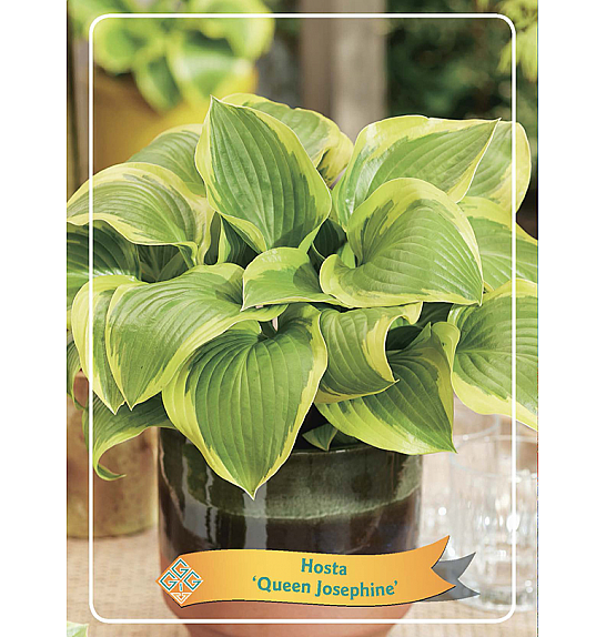 Hosta Queen Josephine Ø11