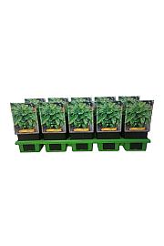 Hosta Invincible Ø11