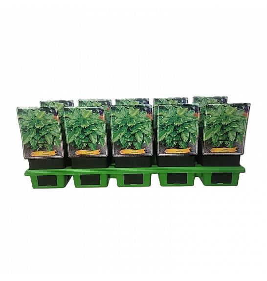 Hosta Invincible Ø11