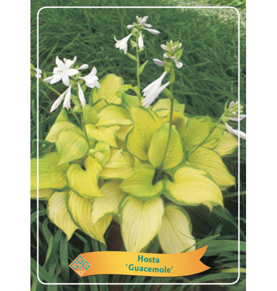 Hosta Guacemole Ø11