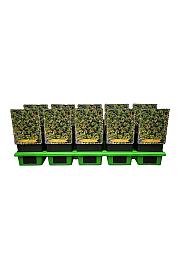 Hosta Golden Tiara fi 11cm