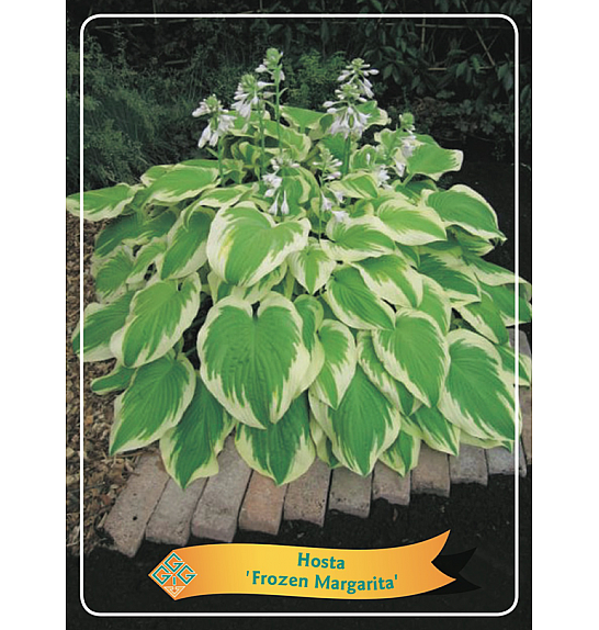 Hosta Frozen Margarita Ø11