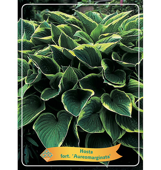 Hosta fort. Aureomarginata Ø11