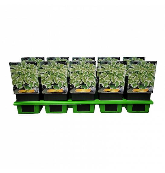 Hosta Delta Dawn Ø11