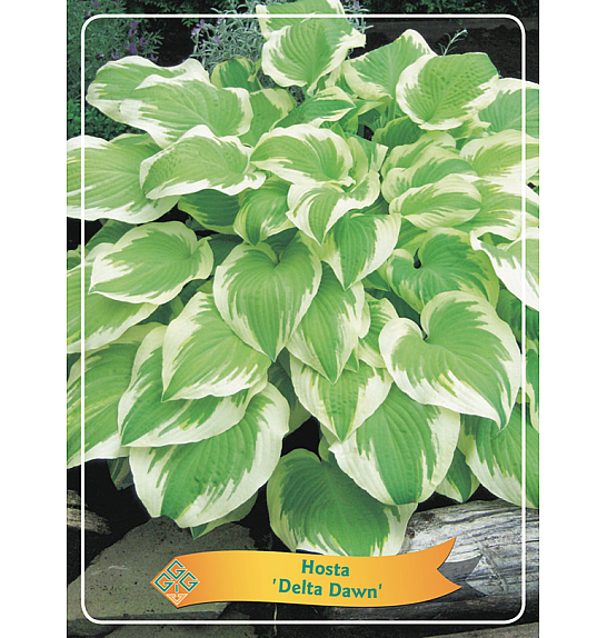Hosta Delta Dawn Ø11