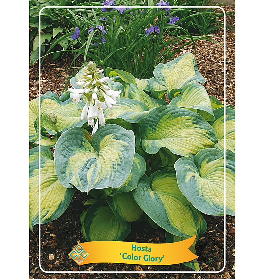 Hosta Color Glory Ø11
