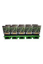 Hosta Chain Lightning Ø11