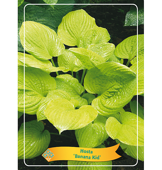 Hosta Banana Kid Ø11