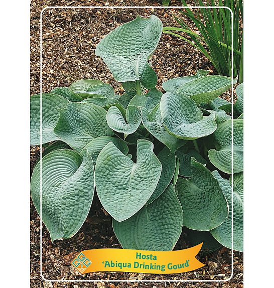 Hosta Abiqua Drinking Gourd Ø11