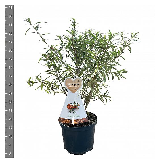 Hippophae rhamnoides Leikora C5 Lit. 40-60 cm