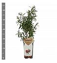 Hippophae rhamnoides Leikora C2 Lit. 30-40 cm