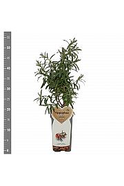 Hippophae rhamnoides Leikora C2 Lit. 30-40 cm