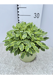 Salvia icterina Ø19