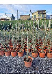 Cedrus atlantica Glauca Fastigiata C70 Lit. 200-250 cm