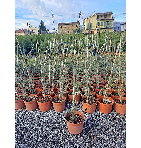 Cedrus atlantica Glauca Fastigiata C70 Lit. 200-250 cm