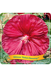 Hibiscus Robert Flemming ® C5 Lit.