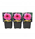 Hibiscus moscheutos Royal Gem C5 Lit.