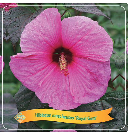 Hibiscus moscheutos Royal Gem C5 Lit.