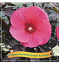 Hibiscus moscheutos Caroussel ® Pink Passion C5 Lit.