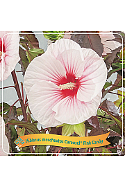 Hibiscus moscheutos Caroussel ® Pink Candy C5 Lit.