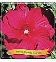 Hibiscus Cranberry Crush PBR C5 Lit.
