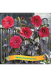 Hibiscus Carousel Red Wine C5 Lit.