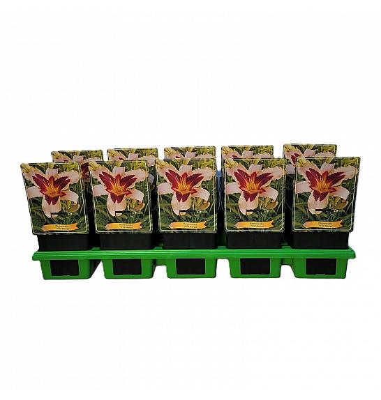 Hemerocallis Wild Horses Ø11
