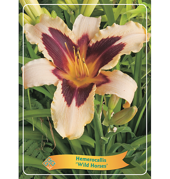 Hemerocallis Wild Horses Ø11