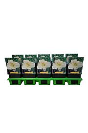 Hemerocallis White Temptation Ø11