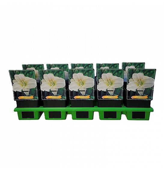 Hemerocallis White Temptation Ø11