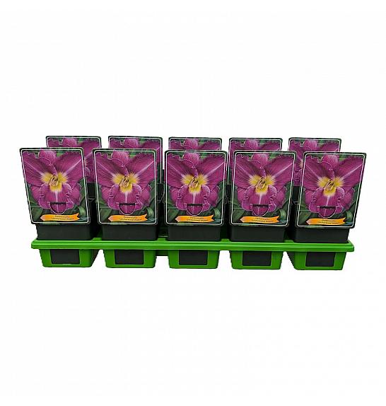 Hemerocallis Unchartered Waters Ø11