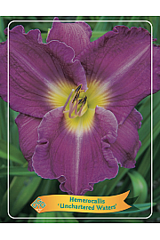 Hemerocallis Unchartered Waters Ø11