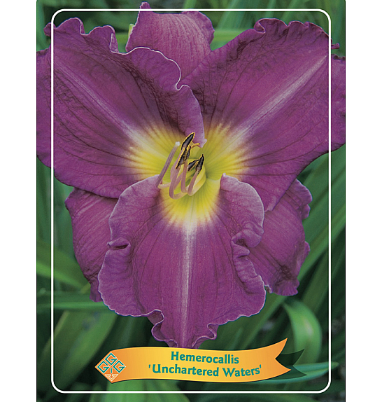Hemerocallis Unchartered Waters Ø11
