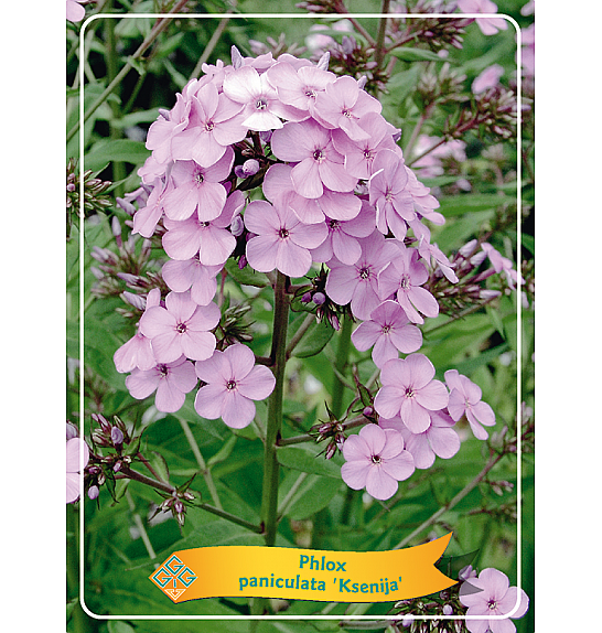 Phlox paniculata Ksenija Ø11