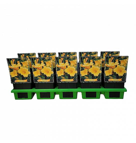 Hemerocallis Stella dOr Ø11