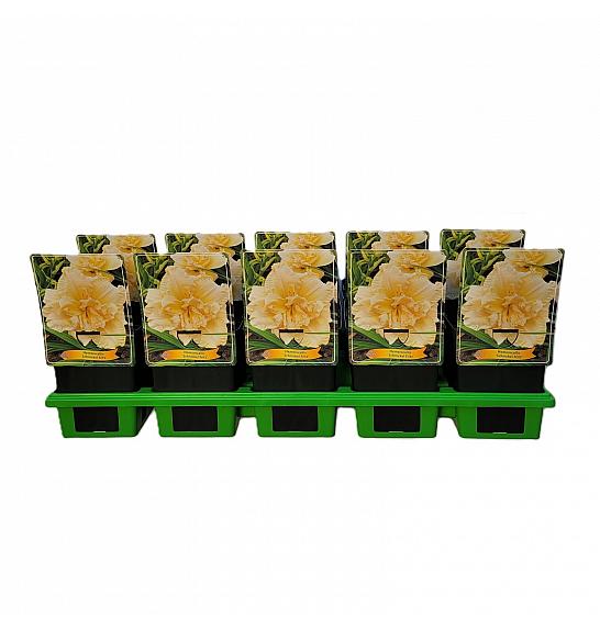 Hemerocallis Schnickel Fritz Ø11