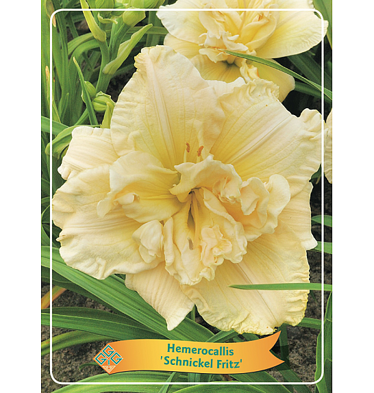 Hemerocallis Schnickel Fritz Ø11