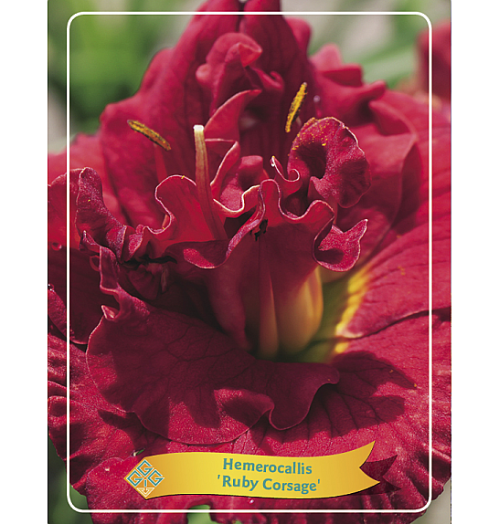 Hemerocallis Ruby Corsage Ø11