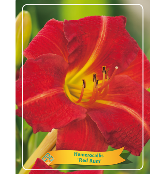Hemerocallis Red Rum Ø11