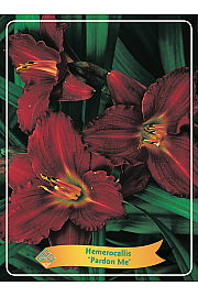 Hemerocallis Pardon me Ø11