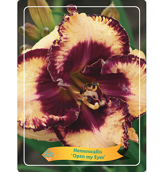 Hemerocallis Open my Eyes Ø11