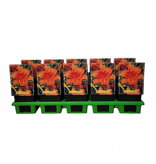 Hemerocallis My Reggae Tiger Ø11