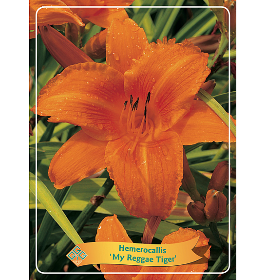 Hemerocallis My Reggae Tiger Ø11