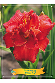 Hemerocallis Moses Fire Ø11
