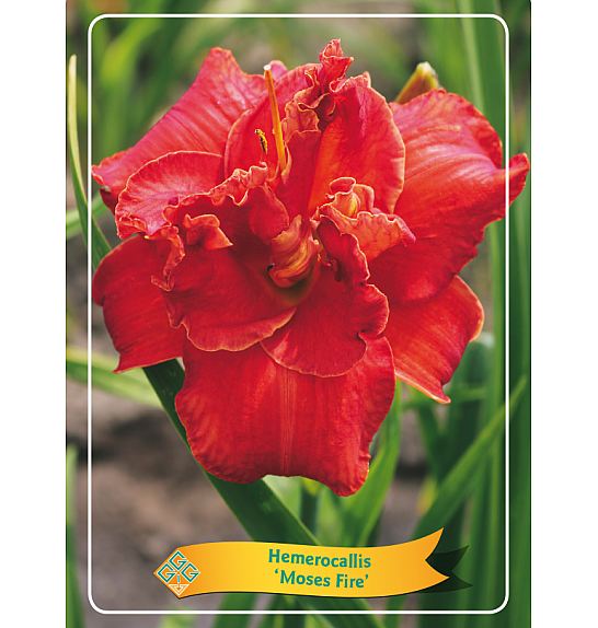 Hemerocallis Moses Fire Ø11