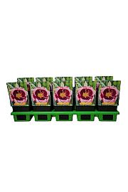 Hemerocallis Macbeth Ø11