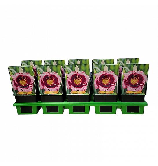 Hemerocallis Macbeth Ø11
